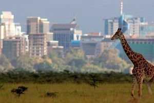 Mellomlanding i Nairobi til Nairobi nasjonalpark