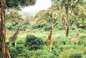 Nairobi mellanlandning till Nairobi nationalpark