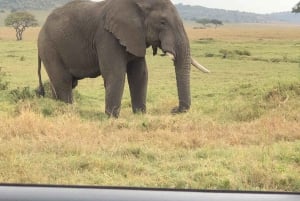 Nairobi to Maasai Mara Daytrip - AW