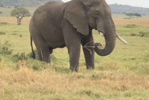 Nairobi to Maasai Mara Daytrip - AW