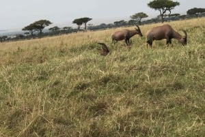 Nairobi to Maasai Mara Daytrip - AW