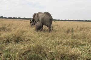 Nairobi to Maasai Mara Daytrip - AW