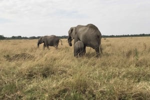 Nairobi to Maasai Mara Daytrip - AW