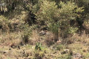 Nairobi to Maasai Mara Daytrip - AW