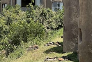 Nairobi to Maasai Mara Daytrip - AW