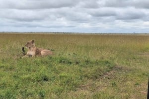 Nairobi to Maasai Mara Daytrip - AW