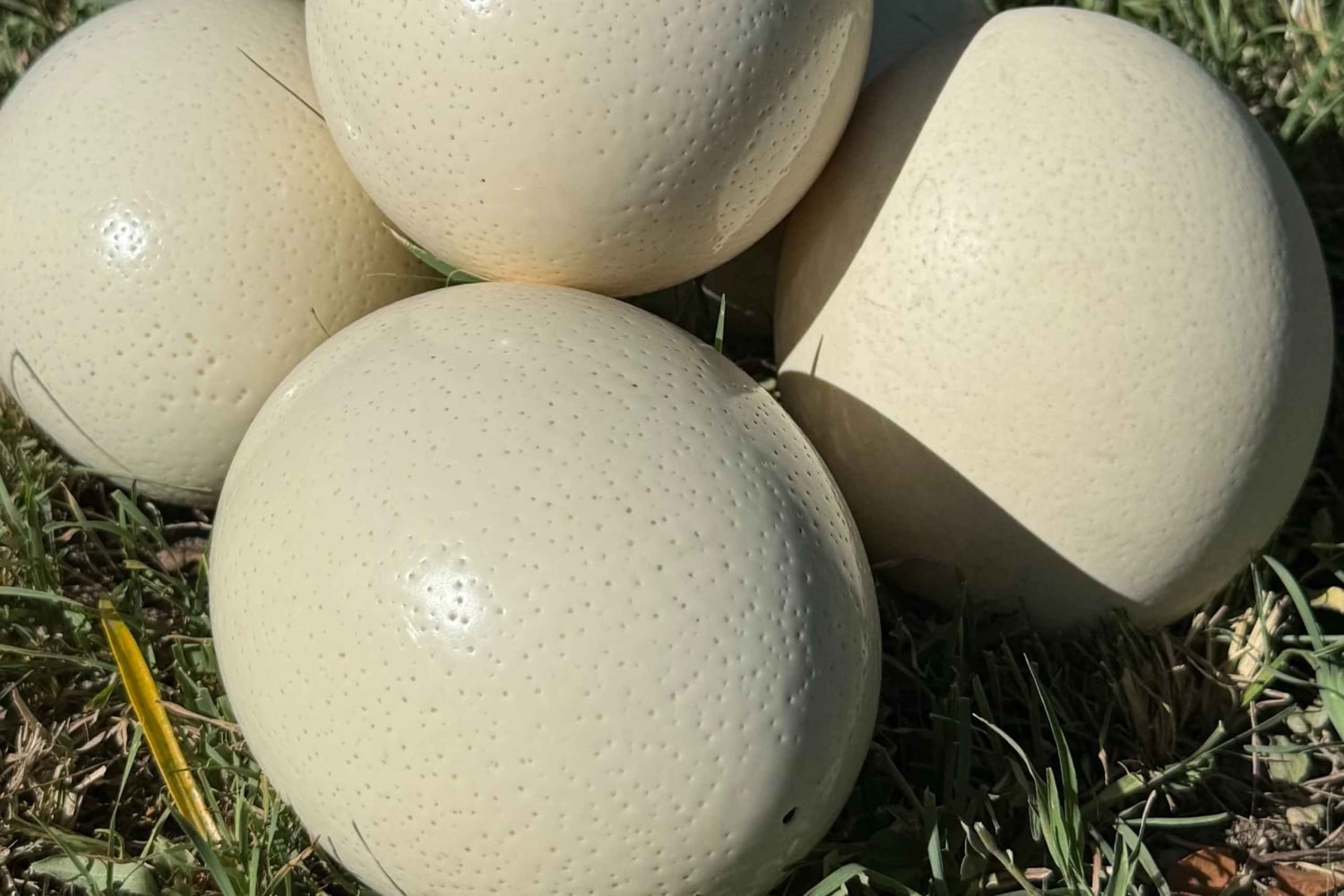 Nairobi : visite d'une ferme d'autruches masaï avec déjeuner et prise en charge