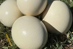 Nairobi : visite d'une ferme d'autruches masaï avec déjeuner et prise en charge