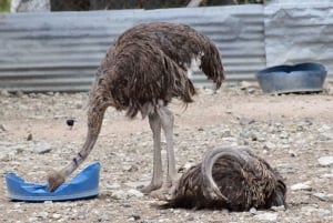 Nairobi : visite d'une ferme d'autruches masaï avec déjeuner et prise en charge
