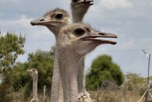 Nairobi : visite d'une ferme d'autruches masaï avec déjeuner et prise en charge