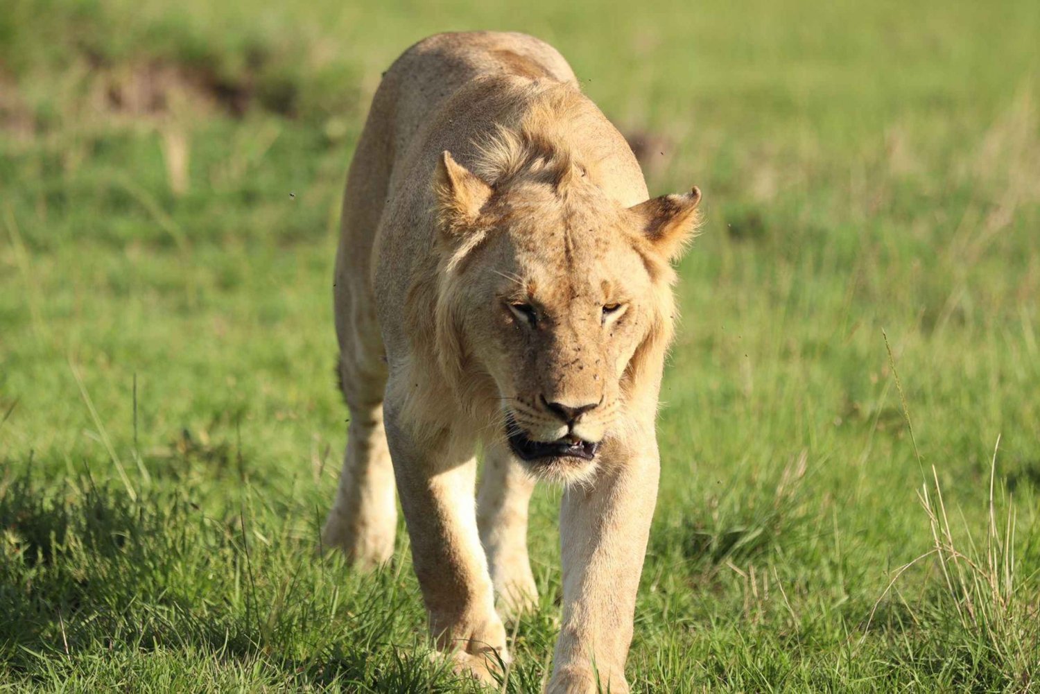 Nairobi: Masai Mara 3-Day Safari with Accommodation