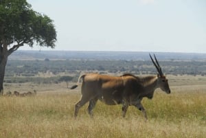 Nairobi: 3-dniowe safari Masai Mara z zakwaterowaniem