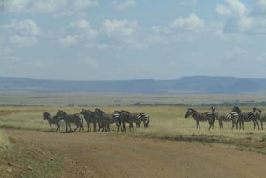 Nairobi: 3-dniowe safari Masai Mara z zakwaterowaniem