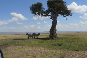 Nairobi: 3-dniowe safari Masai Mara z zakwaterowaniem