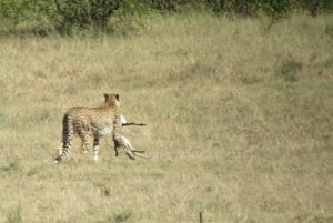 Nairobi: 3-dniowe safari Masai Mara z zakwaterowaniem