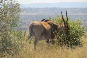 Nairobi: 3-dniowe safari Masai Mara z zakwaterowaniem