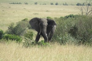 Nairobi: 3-dniowe safari Masai Mara z zakwaterowaniem