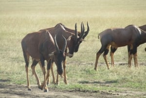 Nairobi: 3-dniowe safari Masai Mara z zakwaterowaniem