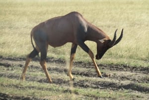 Nairobi: 3-dniowe safari Masai Mara z zakwaterowaniem