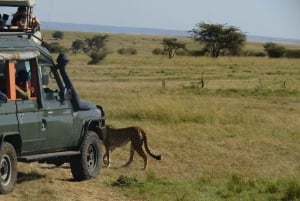 Nairobi: 3-dniowe safari Masai Mara z zakwaterowaniem