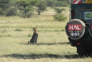 Nairobi: 3-dniowe safari Masai Mara z zakwaterowaniem