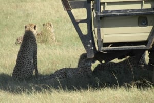 Nairobi: 3-dniowe safari Masai Mara z zakwaterowaniem