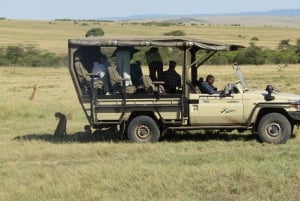 Nairobi: 3-dniowe safari Masai Mara z zakwaterowaniem