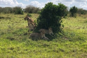 Nairobi: 3-dniowe safari Masai Mara z zakwaterowaniem