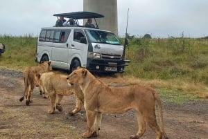 Nairobi: 3-dniowe safari Masai Mara z zakwaterowaniem