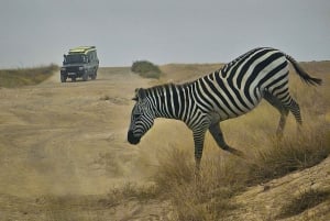 Nairobi: 3-dniowe safari Masai Mara z zakwaterowaniem