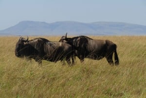 Nairobi: 3-dniowe safari Masai Mara z zakwaterowaniem