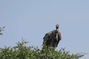 Nairobi: 3-dniowe safari Masai Mara z zakwaterowaniem