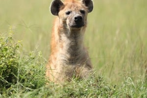 From Nairobi to Masai Mara Reserve & Village visit Day trip