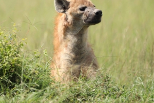 From Nairobi to Masai Mara Reserve & Village visit Day trip