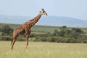 From Nairobi to Masai Mara Reserve & Village visit Day trip