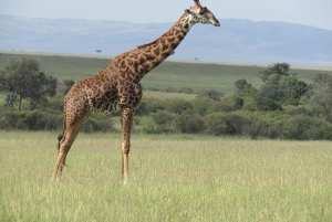 From Nairobi to Masai Mara Reserve & Village visit Day trip