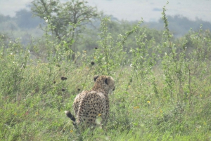 From Nairobi to Masai Mara Reserve & Village visit Day trip