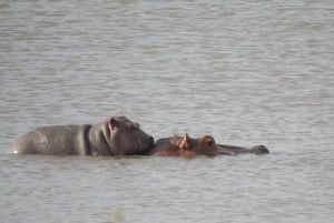 From Nairobi to Masai Mara Reserve & Village visit Day trip
