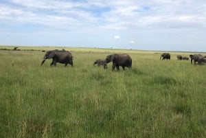 From Nairobi to Masai Mara Reserve & Village visit Day trip