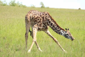 From Nairobi to Masai Mara Reserve & Village visit Day trip