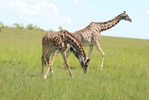 From Nairobi to Masai Mara Reserve & Village visit Day trip