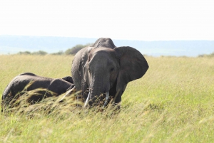 From Nairobi to Masai Mara Reserve & Village visit Day trip