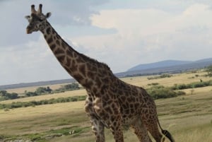 From Nairobi to Masai Mara Reserve & Village visit Day trip