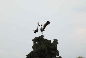 From Nairobi to Masai Mara Reserve & Village visit Day trip