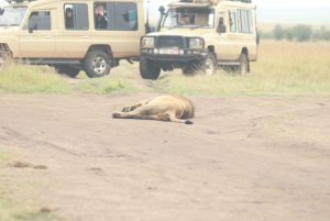 From Nairobi to Masai Mara Reserve & Village visit Day trip