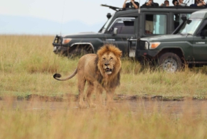From Nairobi to Masai Mara Reserve & Village visit Day trip