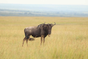 From Nairobi to Masai Mara Reserve & Village visit Day trip