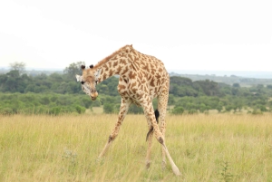 From Nairobi to Masai Mara Reserve & Village visit Day trip