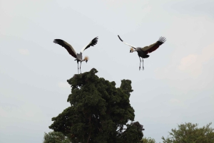 From Nairobi to Masai Mara Reserve & Village visit Day trip