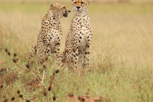 From Nairobi to Masai Mara Reserve & Village visit Day trip